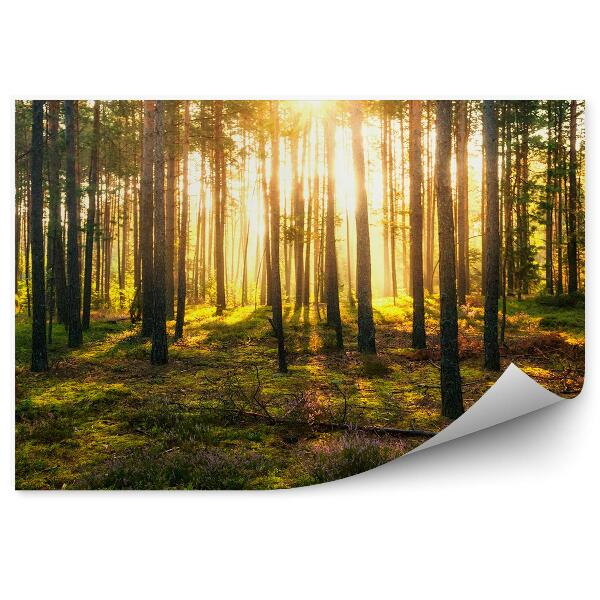 Decor fototapet Tufe De Pădure Verzi Razele Soarelui