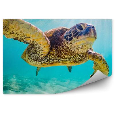 Fototapet perete Turtle Beach Sky Hawaii