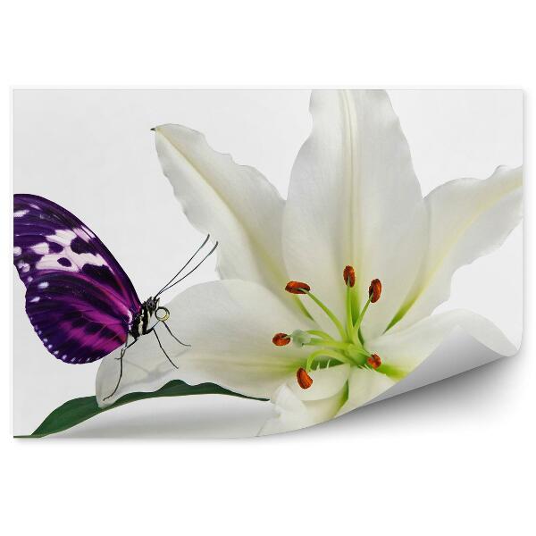 Fototapet Fluture violet floare de crin alb