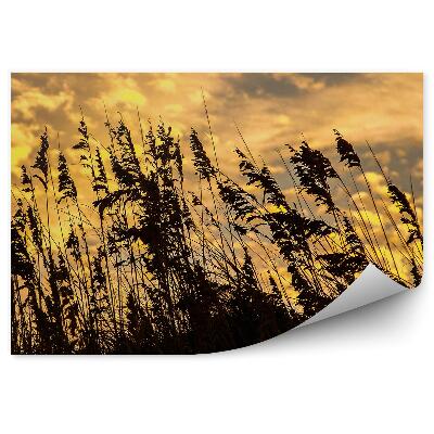 Fototapet perete Urechi De Iarbă Cer Nori Colorați