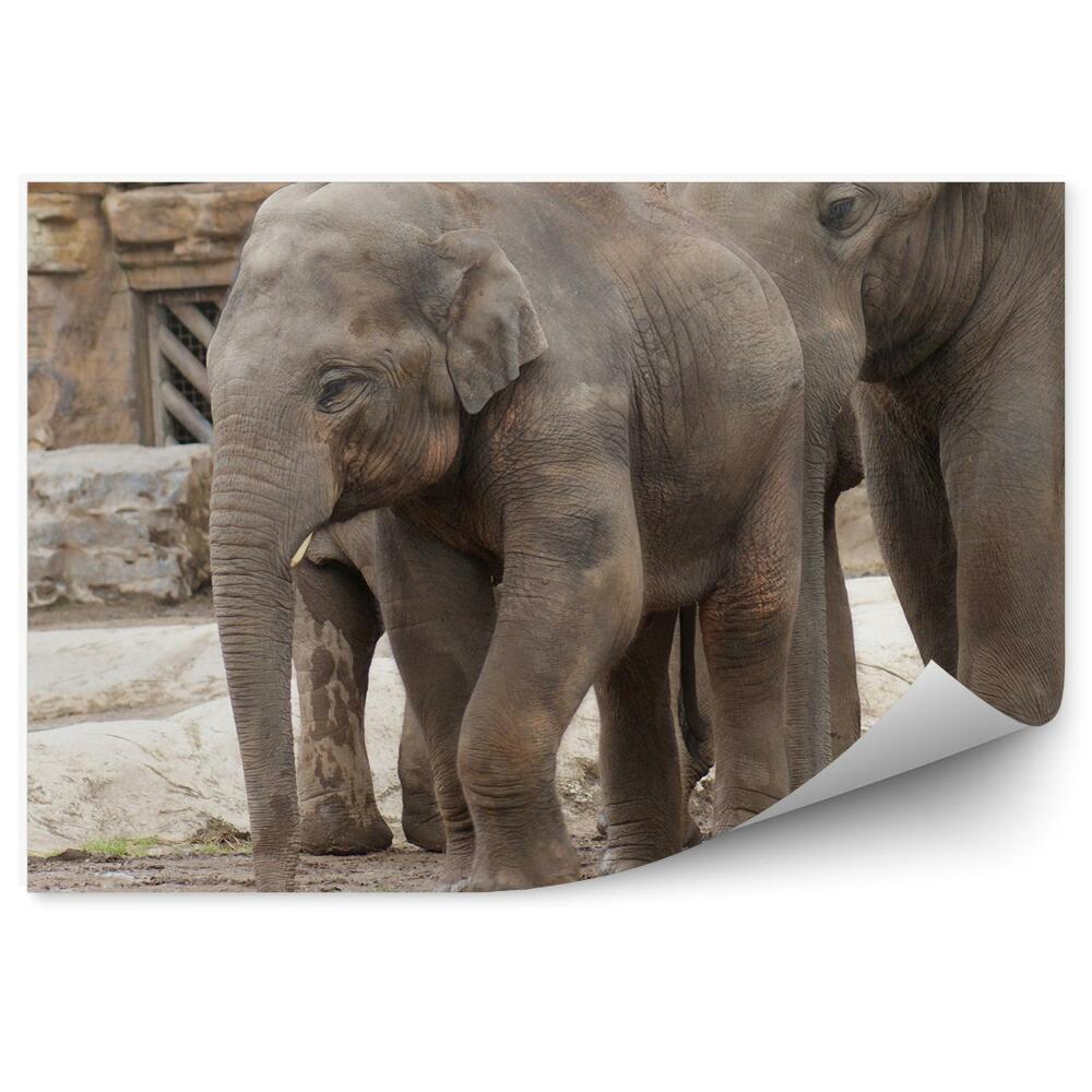 Fototapet pentru perete Pui De Elefant Indian