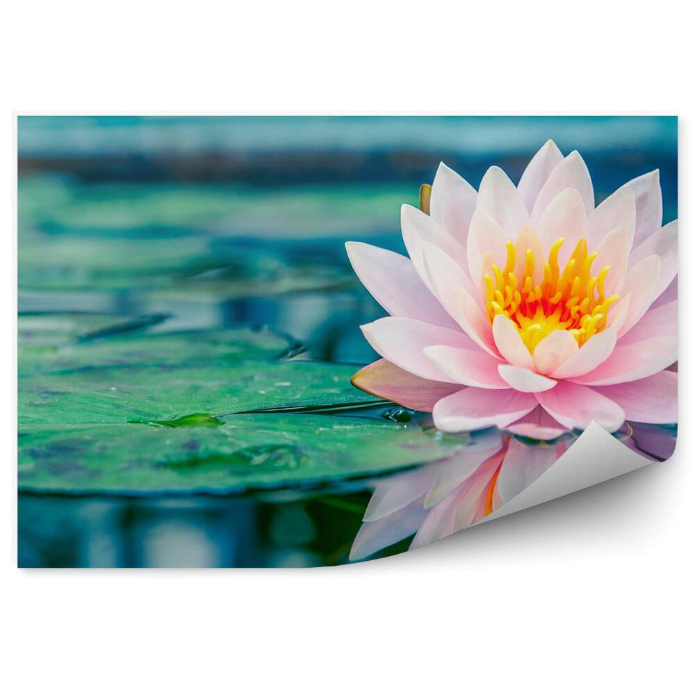 Decor fototapet Iaz de nuferi roz