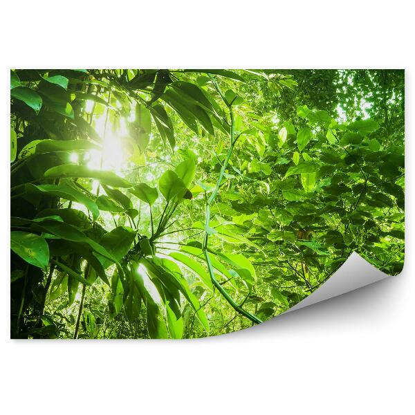 Decor fototapet Pădure Tropicală Cu Frunze Verzi