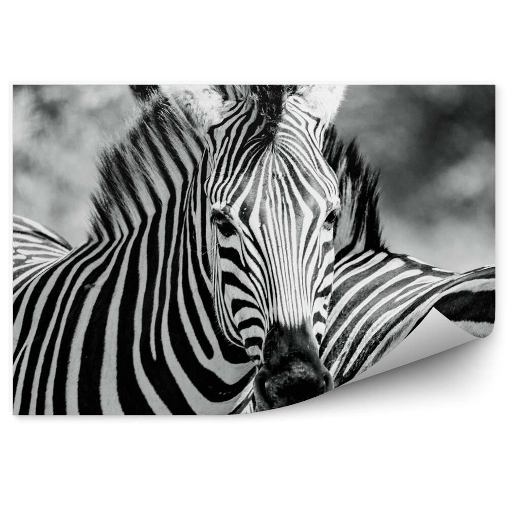 Fototapet vintage Zebra Alb-Negru