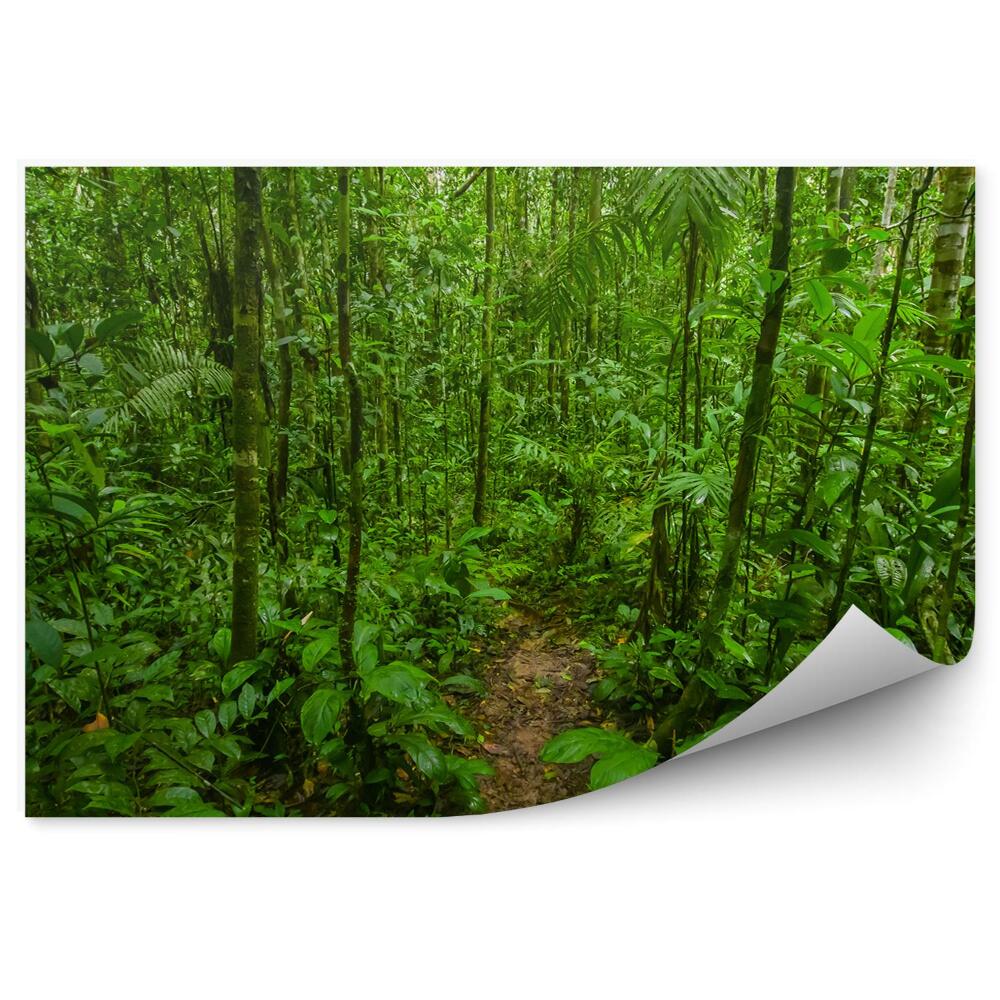 Fototapet perete Vegetația Naturii Junglei Amazoniene