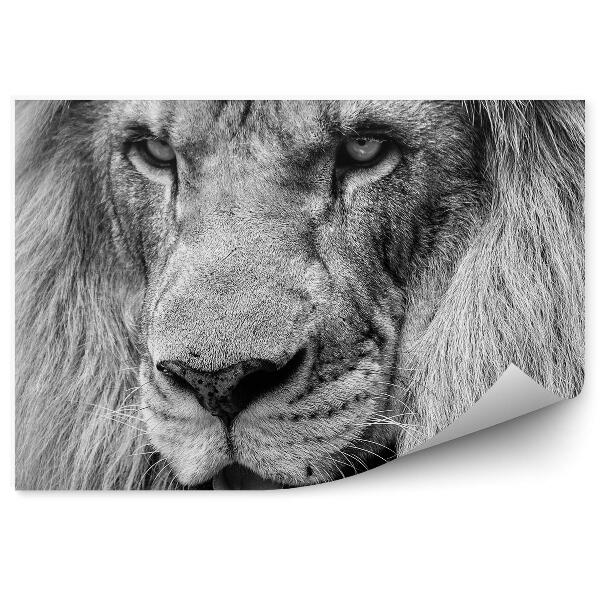 Fototapet vintage Leu african alb-negru