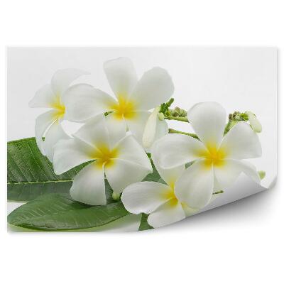Fototapet Flori tropicale de plumeria fundal alb