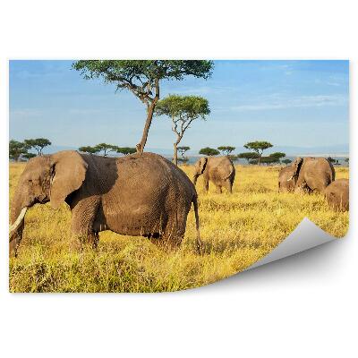 Decor fototapet Rezervație de arbori de elefanți africani