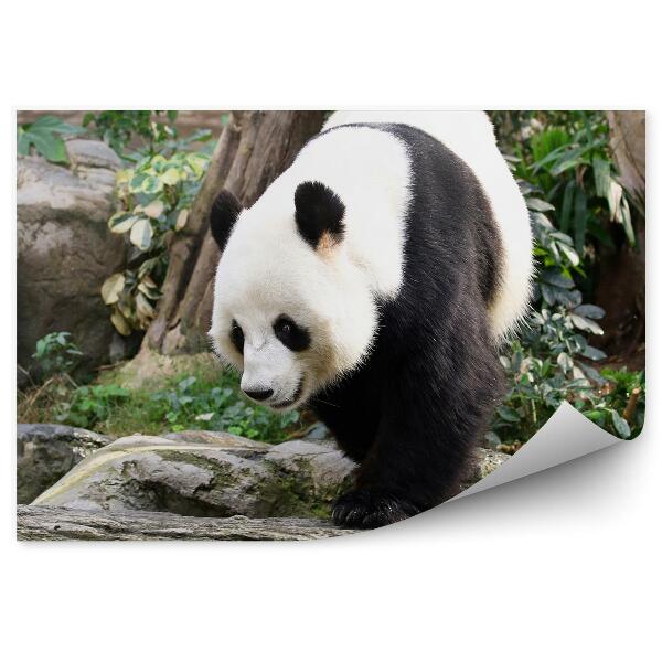 Fototapet vintage Panda Mergând Pe Pietre