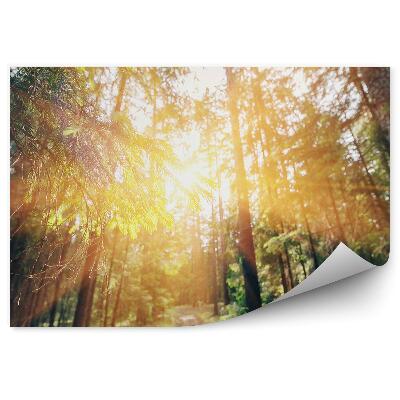 Fototapet vintage Iarbă De Pădure De Pini Cu Raze De Soare