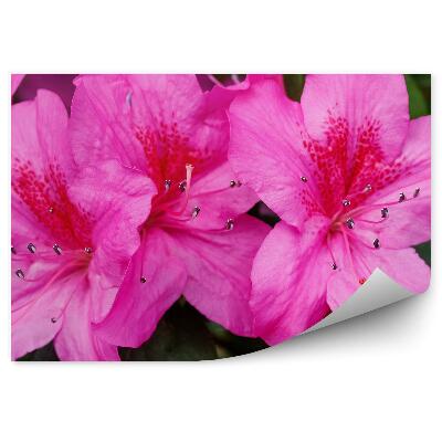 Fototapet vintage Floare de rododendron