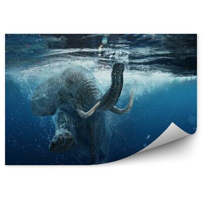 Fototapet perete Elefant African În Apă