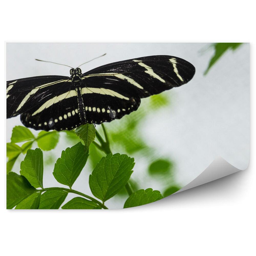 Fototapet perete Fluture Zebră Aripi Lungi Frunze Fundal Alb