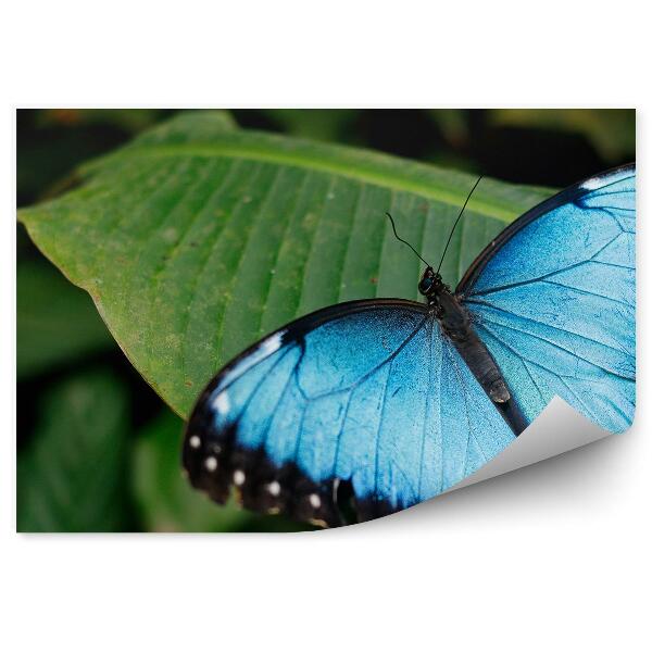 Decor fototapet Fluture albastru frunze verzi natura