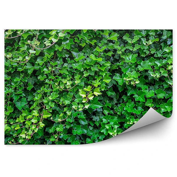 Fototapet vintage Fundal verde de iedera
