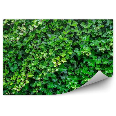 Fototapet vintage Fundal verde de iedera