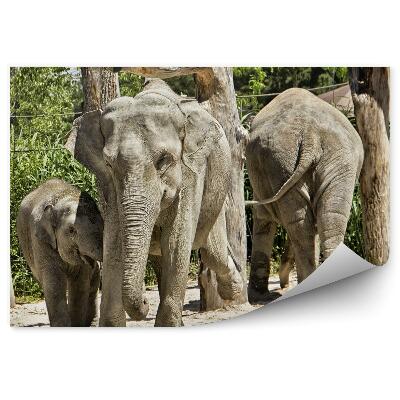 Fototapet vintage Familie De Elefanți Indieni