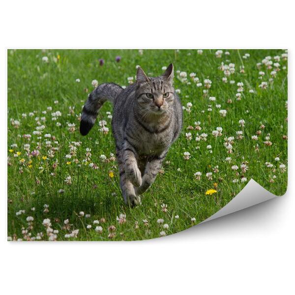 Fototapet Pisica Alergând Pe O Pajiște Cu Flori De Vară