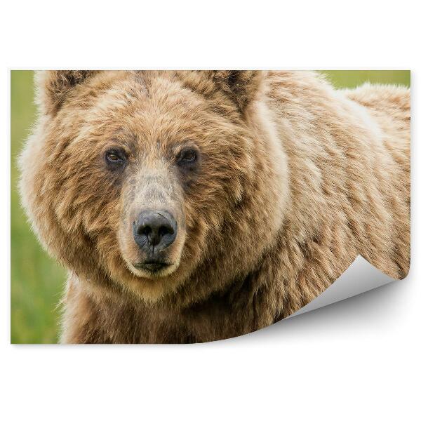 Fototapet Ursul Grizzly Pe Fond Verde