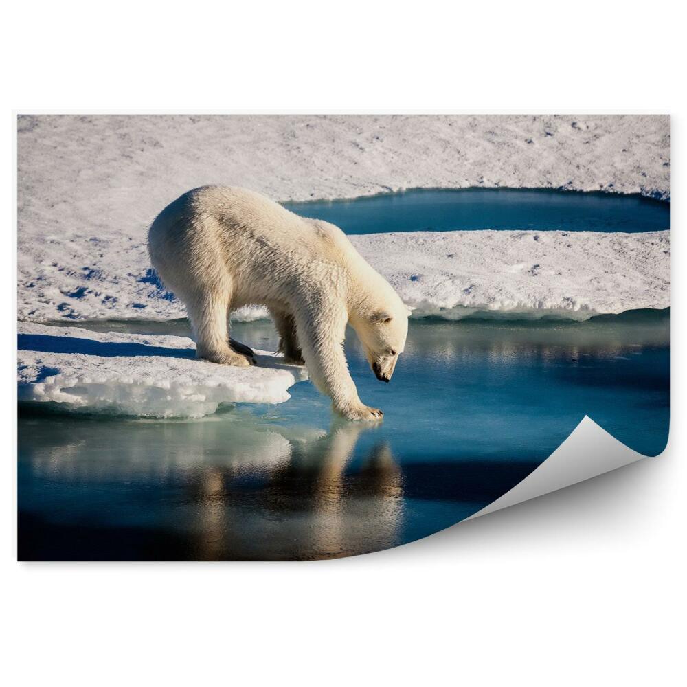 Decor fototapet Majestic polar bear