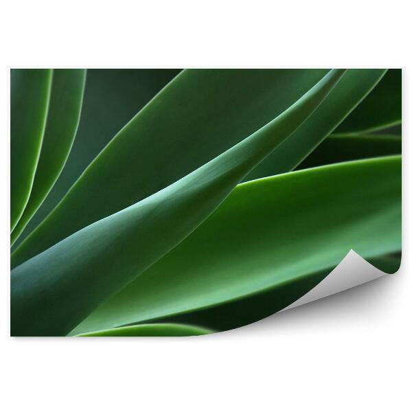 Fototapet perete Prim-Plan Cu Plante Verde Agave