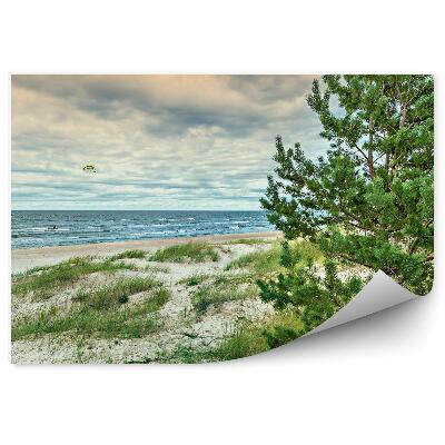 Fototapet Peisaj Copaci Conifere Zmee Ocean Mare Cer Iarbă Apus De Soare