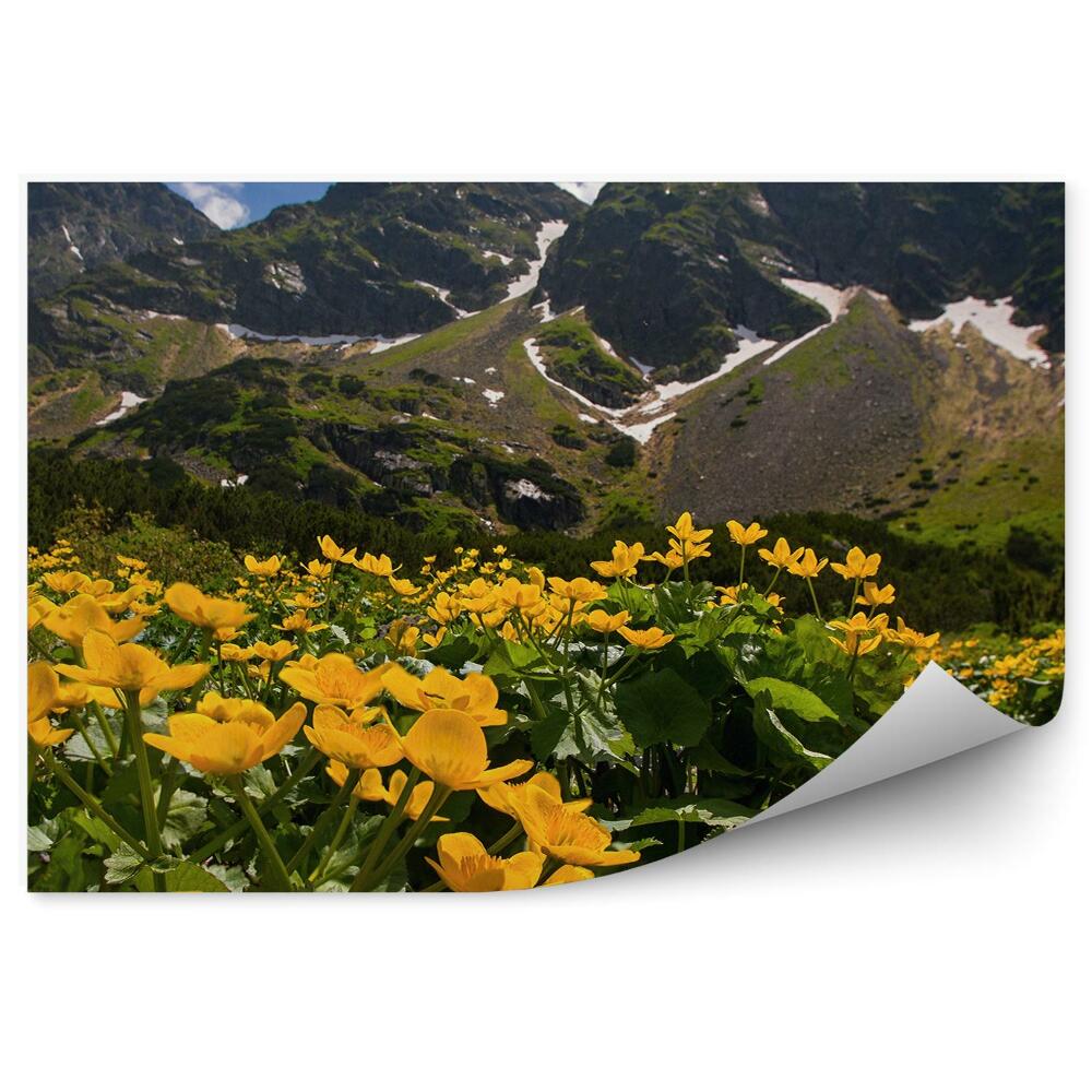 Fototapet perete Poiana Cu Flori Galbene Din Muntele Giewont