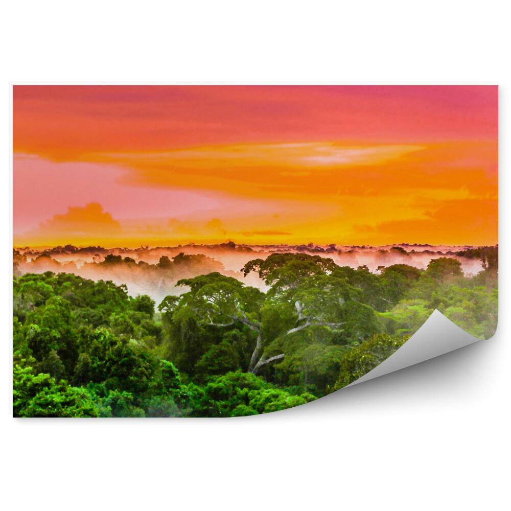 Fototapet Pădure Tropicală Cer Colorat
