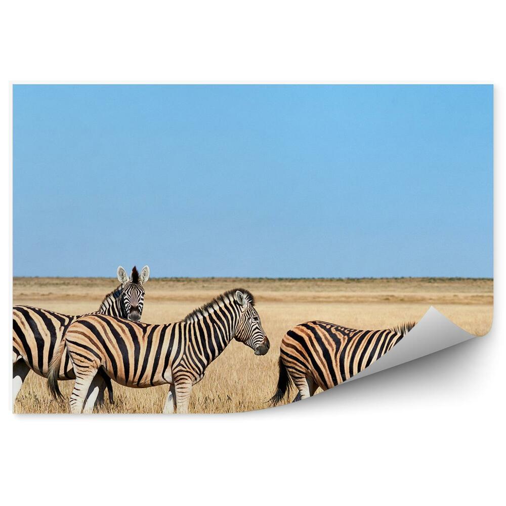 Decor fototapet Zebre Savana Africa Cer