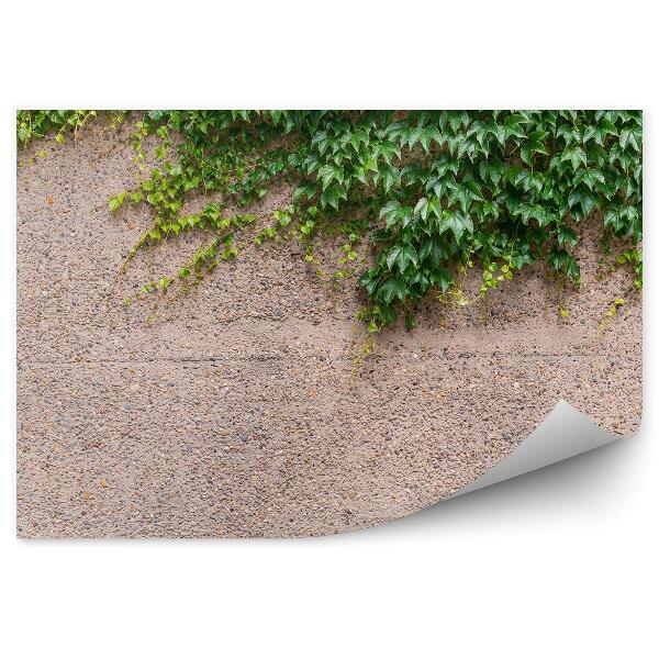 Decor fototapet Viță de vie pe un perete de beton