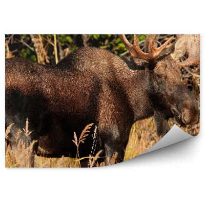 Fototapet perete Elan Mascul În Luncă