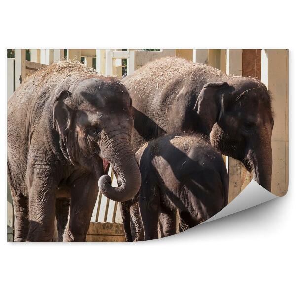 Decor fototapet Elefanți În Grădina Zoologică