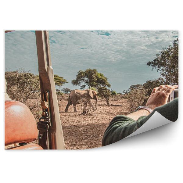 Fototapet vintage Vedere Elefant În Safari Din Mașină