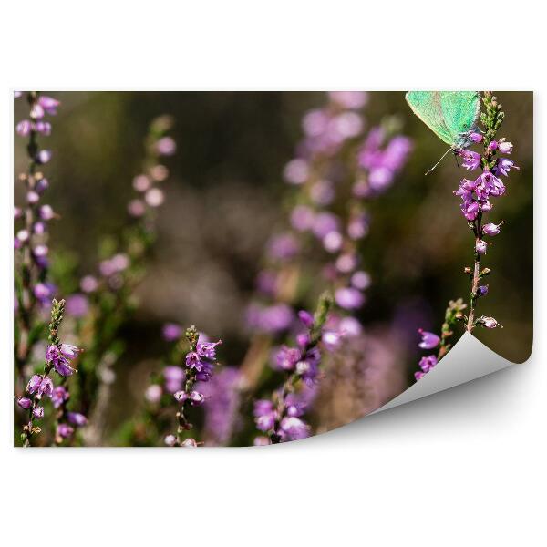 Decor fototapet Fluture pe o floare de erica