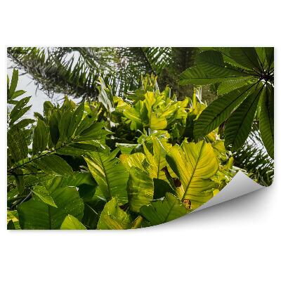 Decor fototapet Pădure De Conifere Pădure De Foioase