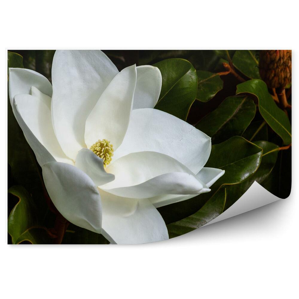 Fototapet pentru perete Flori albe de magnolie frunze verzi muguri fundal negru