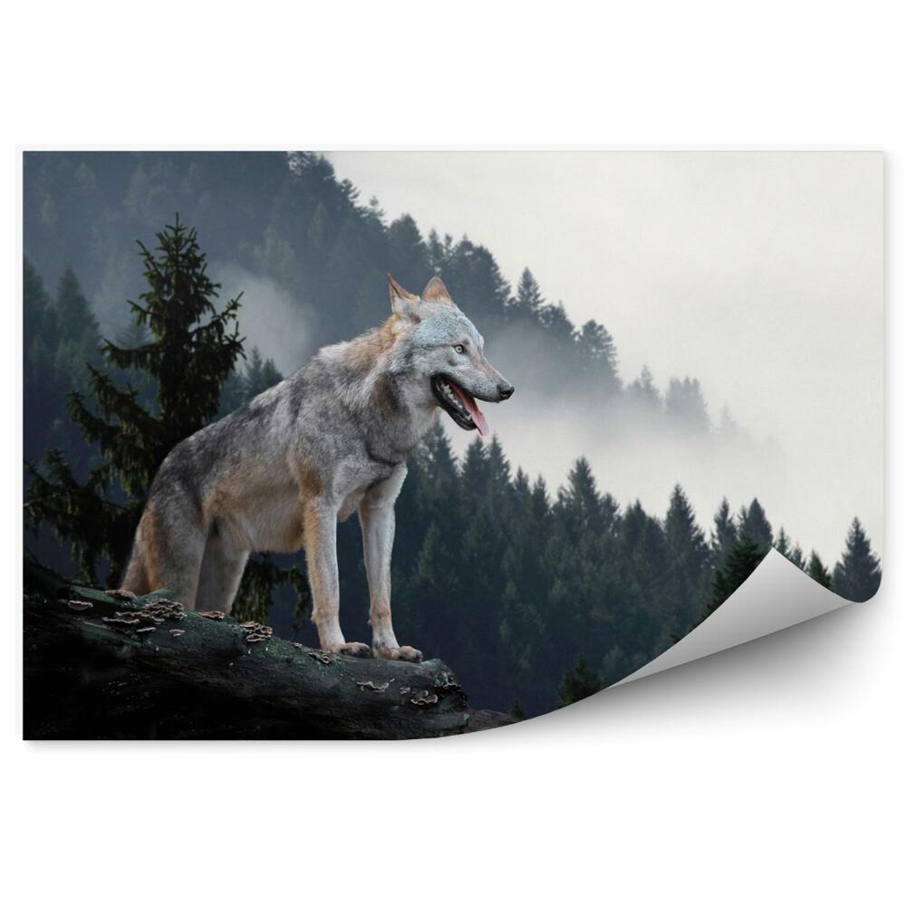 Decor fototapet Wolf on the scarp