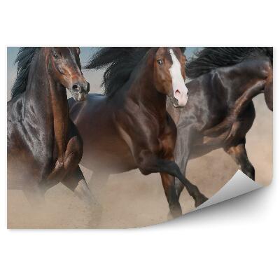 Fototapet pentru perete Caii Sălbatici Maro Turmă Galopează Praf De Nisip