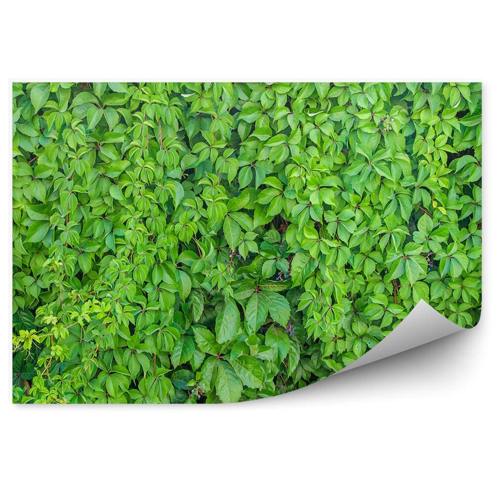 Fototapet pentru perete Fundal de perete de plante verde de iederă