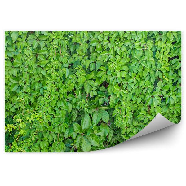 Fototapet pentru perete Fundal de perete de plante verde de iederă