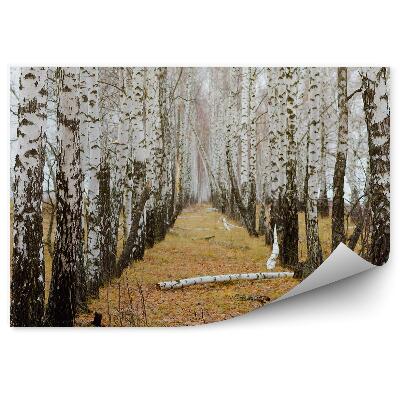 Fototapet Pădurea De Mesteacăn De Toamnă