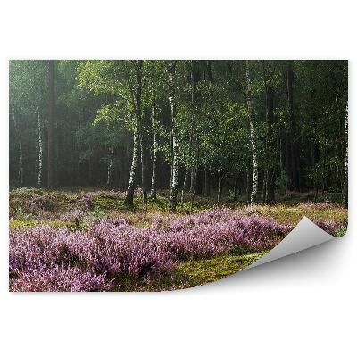 Fototapet pentru perete Heath pe fundalul unei păduri de mesteacăn