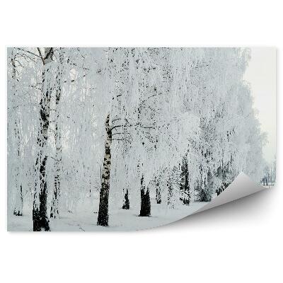 Fototapet pentru perete Pădure De Mesteacăn Iarnă Zăpadă
