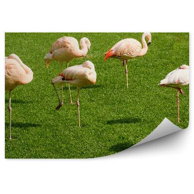 Fototapet vintage Câmp De Iarbă Verde Cu Stol De Flamingo