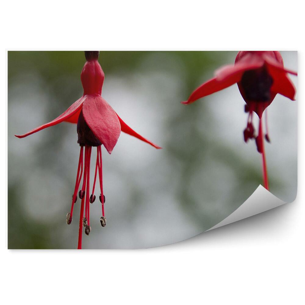 Fototapet vintage Flori roșii fucsia fundal gri