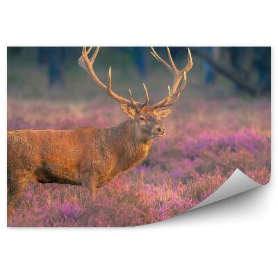 Fototapet pentru perete Un Cerb Mascul Pe Mlaștină