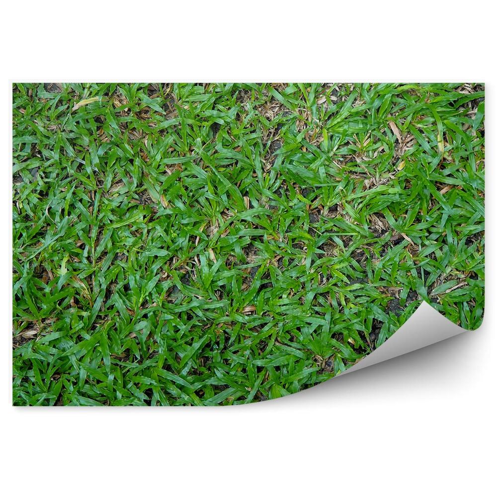 Decor fototapet Iarba Verde Natura Vara