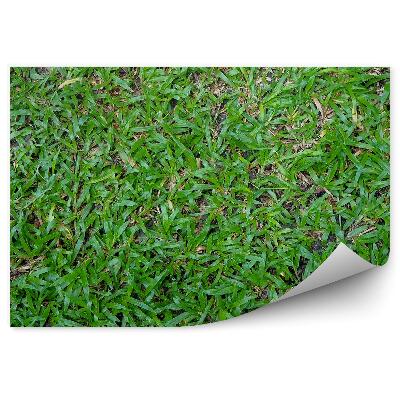 Decor fototapet Iarba Verde Natura Vara