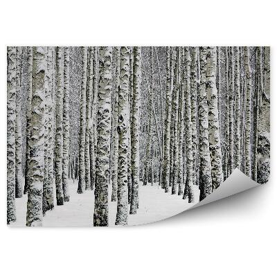 Fototapet vintage Pădurea De Mesteacăn De Iarnă