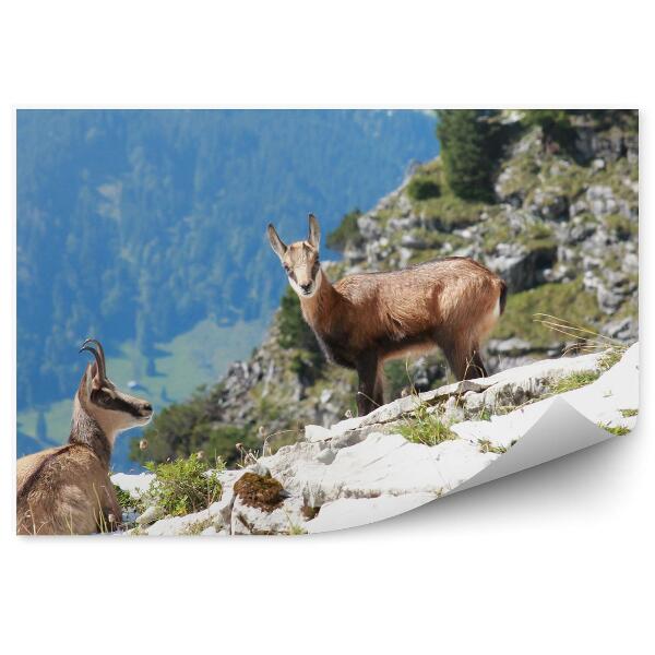 Fototapet pentru perete Capră Alpină, Alpi, Bavaria, Munți, Stânci, Plante